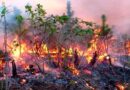 Combaten en Cuba incendio forestal de grandes proporciones