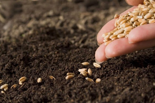 FAO anuncia decisión de apoyar a Cuba en la producción de semillas