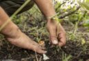 Programa genético impulsa soberanía alimentaria en Cuba