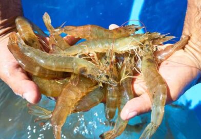 Cuba avanza en soberanía alimentaria con proyectos científicos