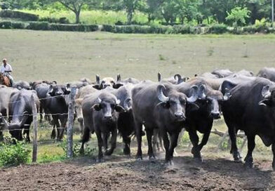 Guantánamo incrementa su apuesta por la ganadería bufalina