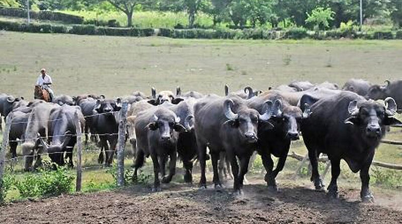 producción de búfalos en Cuba
