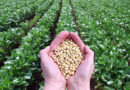 Recuperándose del huracán Melissa y de fuertes lluvias, Guantánamo incrementará siembras de arroz y soya