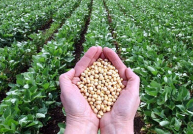 Recuperándose del huracán Melissa y de fuertes lluvias, Guantánamo incrementará siembras de arroz y soya